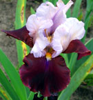 Iris - Vilkdalgis - Latin Hideaway